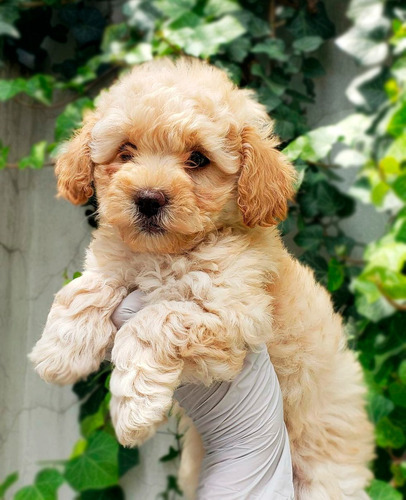 Cachorros Mini Goldendoodle Toy Con Garantía