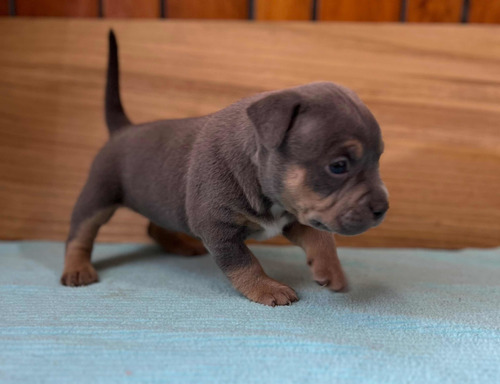 Cachorros American Bully Pocket Machos Abkc
