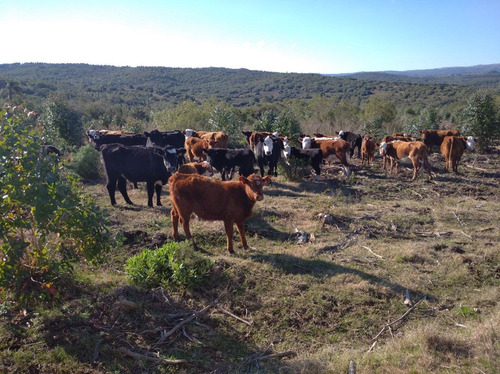 Campo Con Estupenda Casa En Maldonado