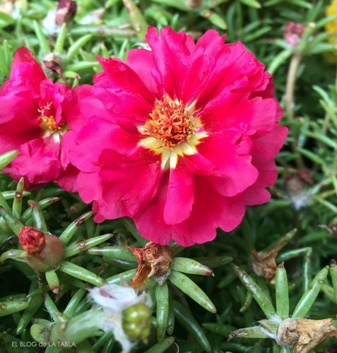 Semillas De Flores X 20 Sobres Dale Vida A La Primavera!!!