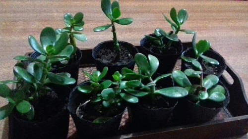 Arbol De Jade Crasulla Ovata De La Suerte