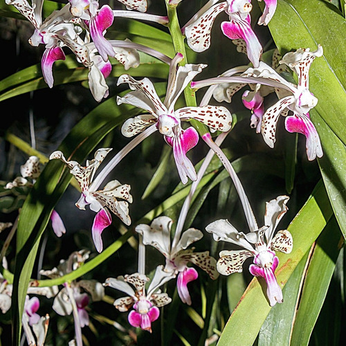 Orquídea Vanda Tricolor Suavis (muda Espécie Aérea Coleção)