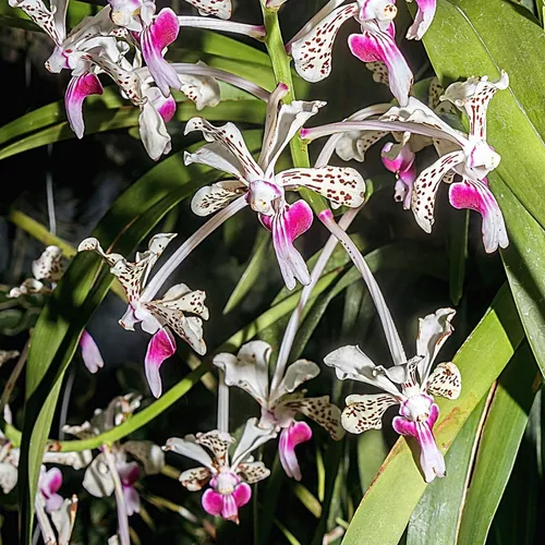 Orquídea Vanda Tricolor Suavis (muda Espécie Aérea Coleção) | Orquidário  Shirozu