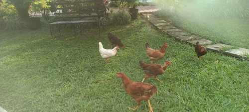 Vendo Terreno En Tinaquillo Cojedes Mg