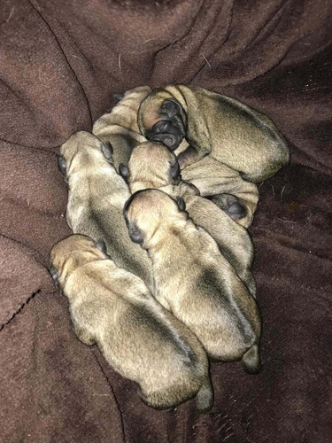 Imagem 4 de 4 de Filhote De Pug ( Macho E Fêmea)