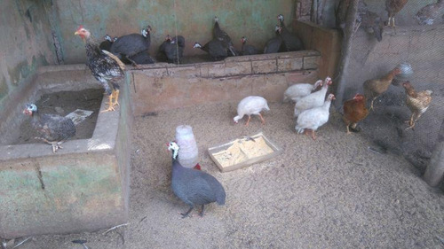 Imagem 7 de 15 de Casa Para Venda Em Camaçari, Monte Gordo, 3 Dormitórios, 1 Suíte, 2 Banheiros - 285_1-1401496