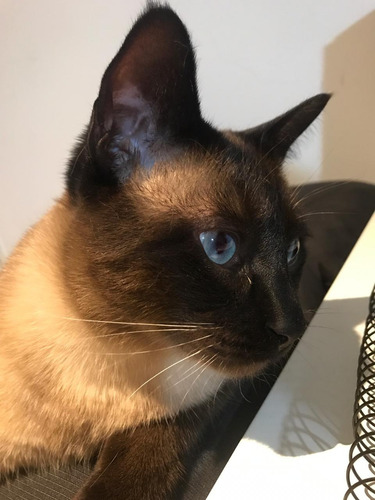 Gatita/o Bebé..últimos.