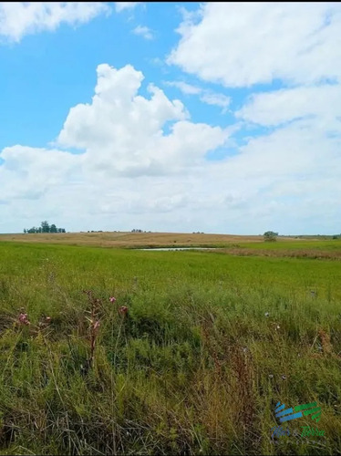 150 Has Campo Agrícola Ganadero A Tan Solo 10 Kms De Florida (bajo De Precio) !