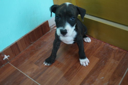 Perros Pitbull Fucion Con Bacunas Y Carnt Para Completar
