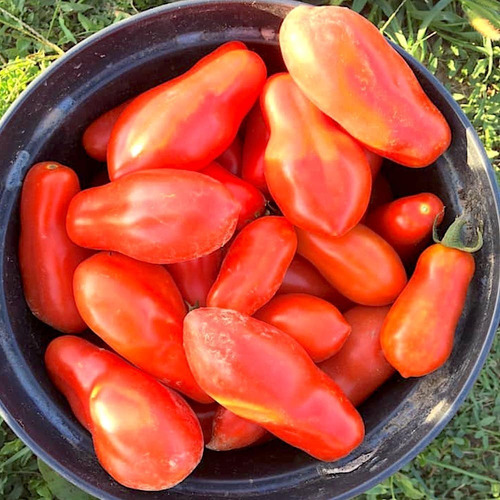 Sementes De Tomate San Marzano 250 Sementes