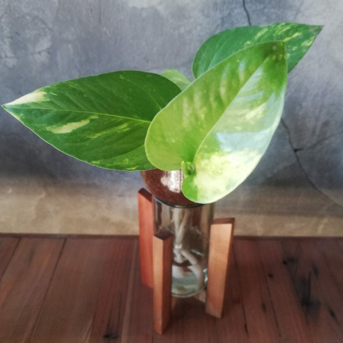 Scindapsus Little Plant 24 Con Soporte, Maceta Autorregante