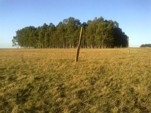 Campo Agrícola Ganadero En Rocha Ref. 4030