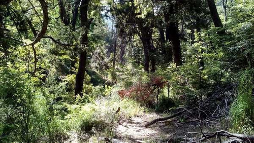 Imagen 19 de 28 de Grupo Patagonia Vende 4.2 Hectáreas (todos Los Servicios Instalados Y Costa De Arroyo). Sobre Camino A Valle Escondido -club De Campo-, San Martín De Los Andes, Patagonia Argentina