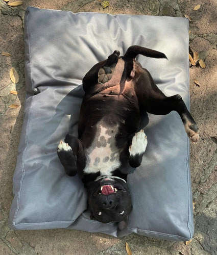 Cama Para Perro Gosset Modelo Zuko Md.