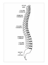 Comprar Gráfico Radiestesia 32x22cm C\u002F2mm  R82 - Coluna Vertebral