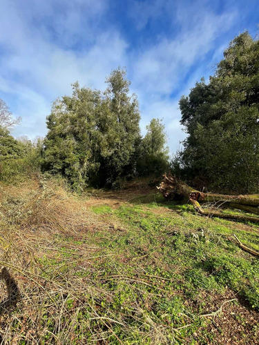 Parcela 6300m2 Arboles Nativos (105986)