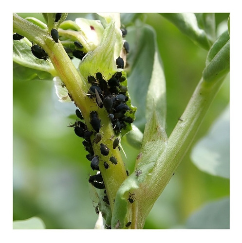 Imagen 2 de 6 de Insecticida Glacoxan® Ciper 30cc Gusanos PuLGón Bichos Cesto
