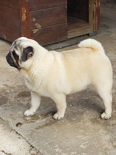 Pug Carlino Para Monta 