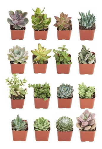 Comprar Suculentas | Colección Única | Surtido De Plantas Su