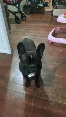 Imagem 2 de 2 de Buldogue Francês