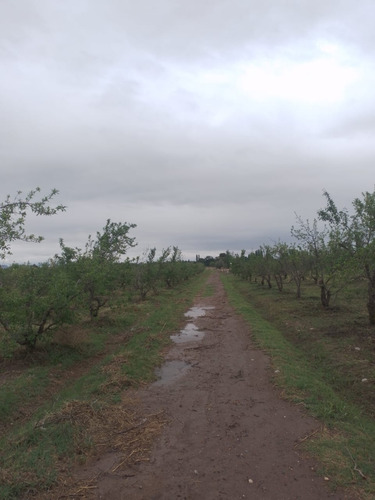 ¡oportunidad! Finca 5 Has Ciruelos Rama Caída, San Rafael