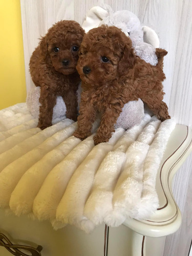Hembritas Poodle Toy Inscritas Kcc Pequeñitas