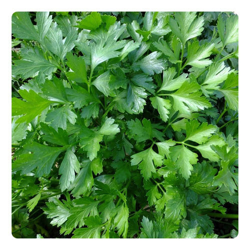 1.250 Sementes De Salsa Lisa Stella