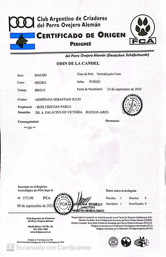 Servicio Ovejero Aleman - Busco Novia - Busco Hembra - Monta