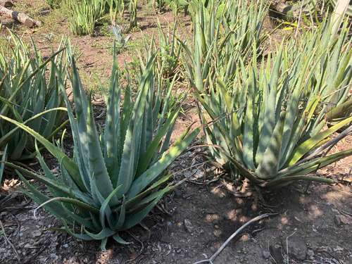 5 Semillas/plantula Sabila Aloe Vera Planta Medicinal 50 Cm