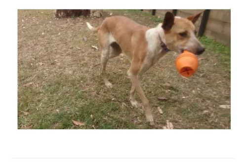 Juguete Kong Genius Leo Small P/ Perro Masticable Maxscotas Color Naranja