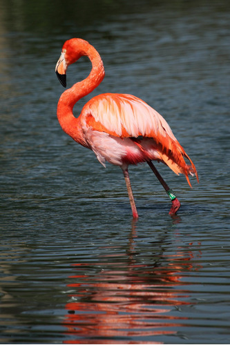 Vinilo Decorativo 60x90cm Flamingo Fauna Silvestre Rosa M3