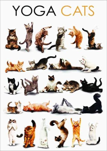 Pôster Yoga Cats - Pequeno