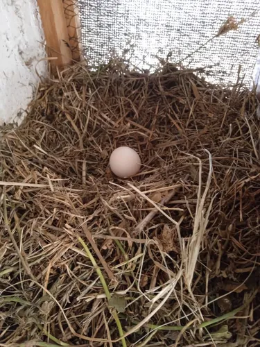 Huevos Criollos Ecologicos