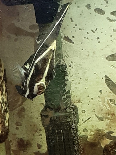 Peixe Paru Água Salgada