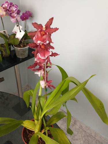 Orquidea Wilsonara Salsa Ashley | MercadoLibre