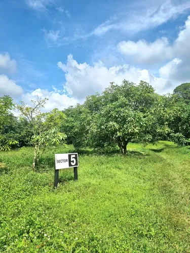 Excelente Finca Productora De Aguacate