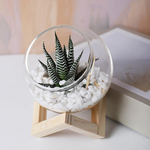 Maceta De Cristal Para Decoración De Plantas, Maceta 12cm