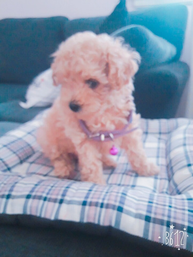 Cachorros Caniche Mini Toy
