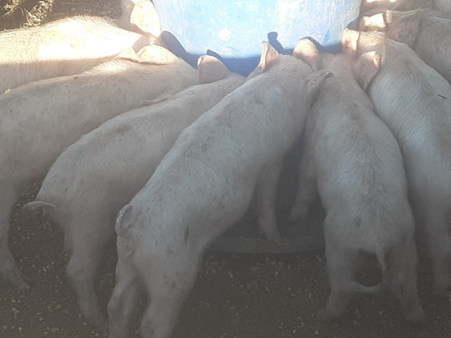 Imagen 2 de 3 de Lechones A Ración, Maíz Y Leche