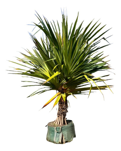 10 Palmeras Pandanus Pequeñas Con Envio