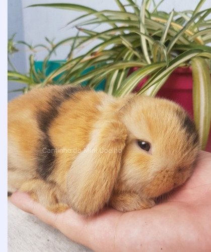 Mini Lop Uruguaio, Mini Coelho, Mini Lop