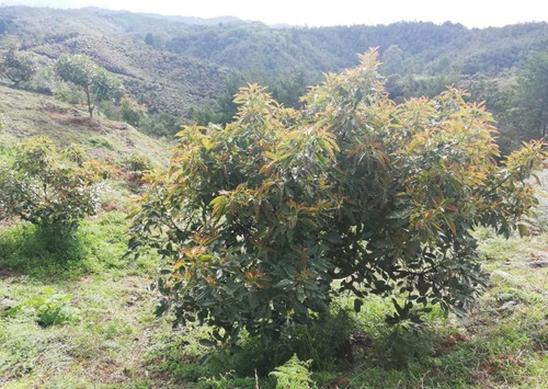 Imagen 9 de 9 de Finca En Venta San Vicente Ferrer Vía Concepción Hsz