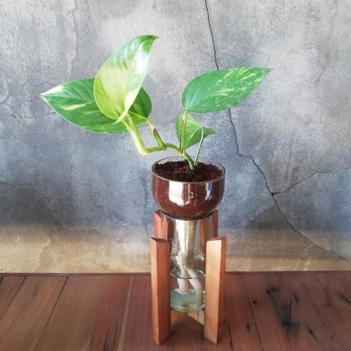 Scindapsus Little Plant 24 Con Soporte, Maceta Autorregante