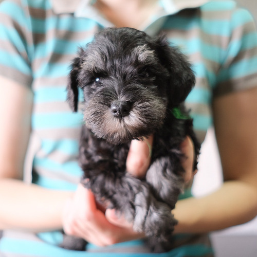 Imagen 3 de 7 de Schnauzer Miniatura Hembra Con Pedigree Kcu
