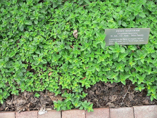 100 Semillas Importadas De Mejorana Dulce Origanum Majorana