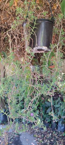 Colgantes. Variedad En Flor O Verde