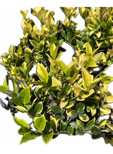 Planta Para Cerco Vivo Oleo Texano Aurea - Arbusto