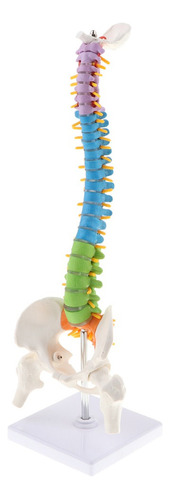 45cm Modelo Anatómico De Columna Vertebral Humana Con