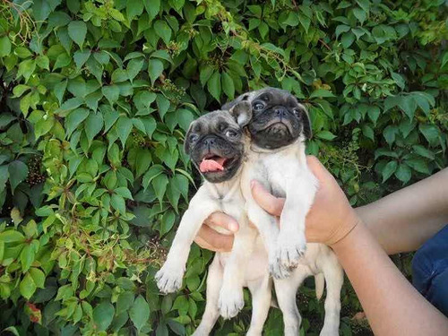 Cachorros Pug