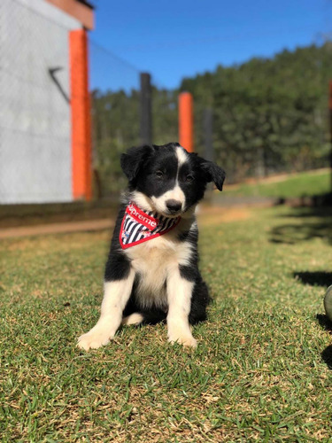 Imagem 4 de 4 de Vende-se Filhotes Border Collie